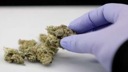 Best Medical Marijuana in Licensed Dispensaries