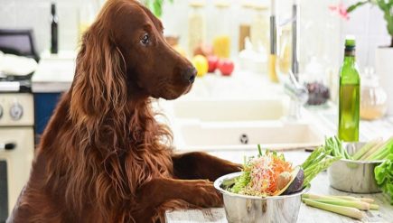 The Best Pet Food Storage