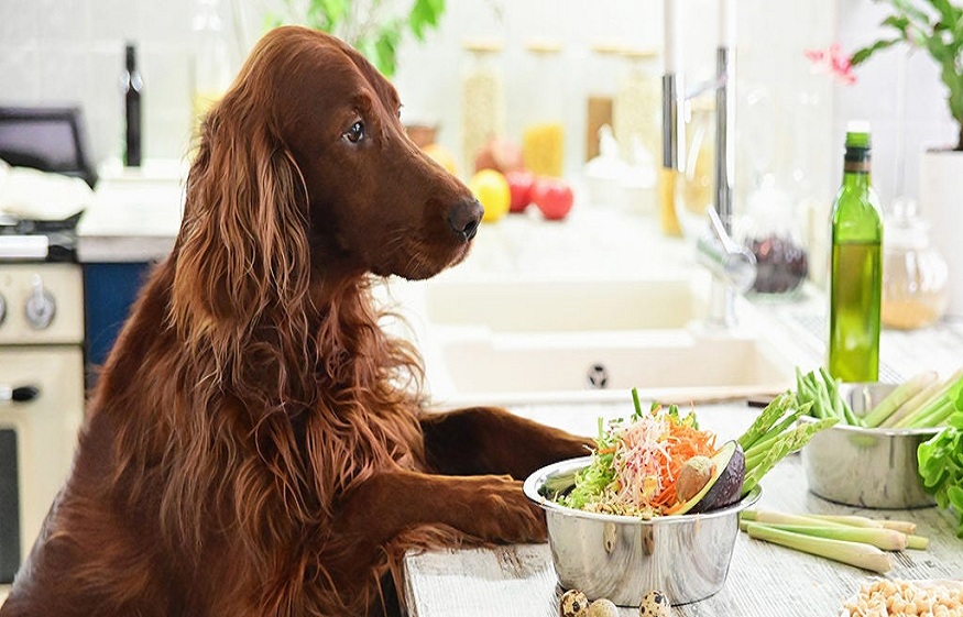 The Best Pet Food Storage